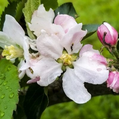 Fleur de pommier - Apple tree flower
