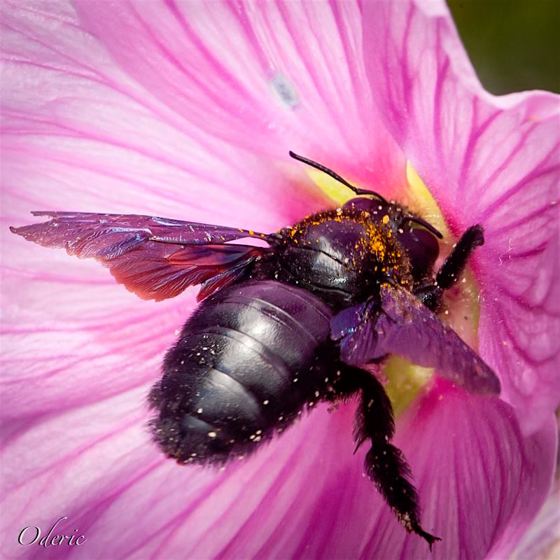 Abeille charpentière qui collecte du pollen