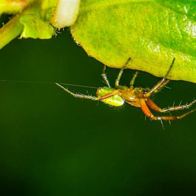 Araignée courge - Cucumber green spider