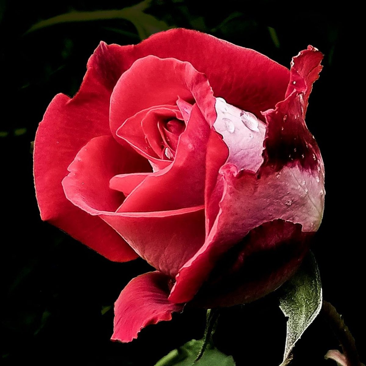 Une rose rouge sur fond noir